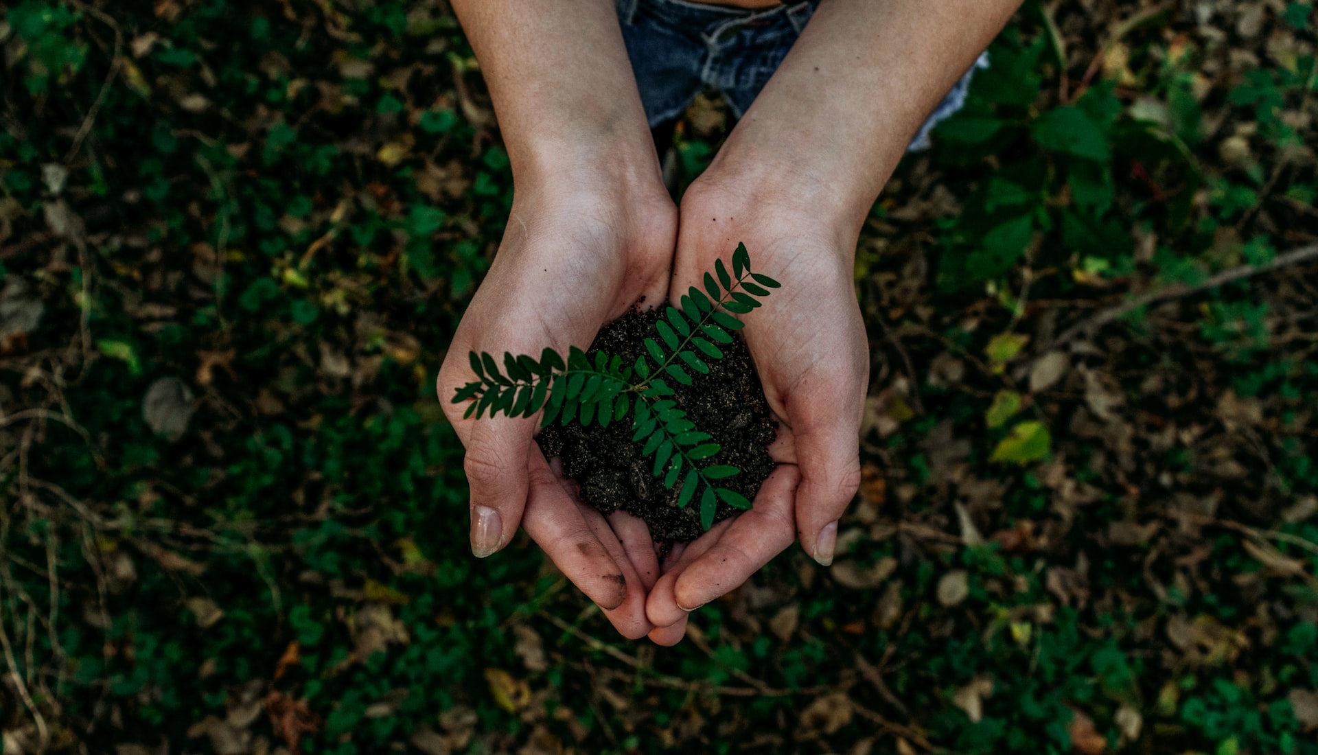 Two hands holding a piece of dirt with a plant growing from it