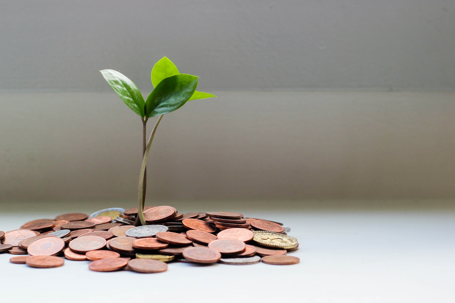 A plant growing from a bunch of coins