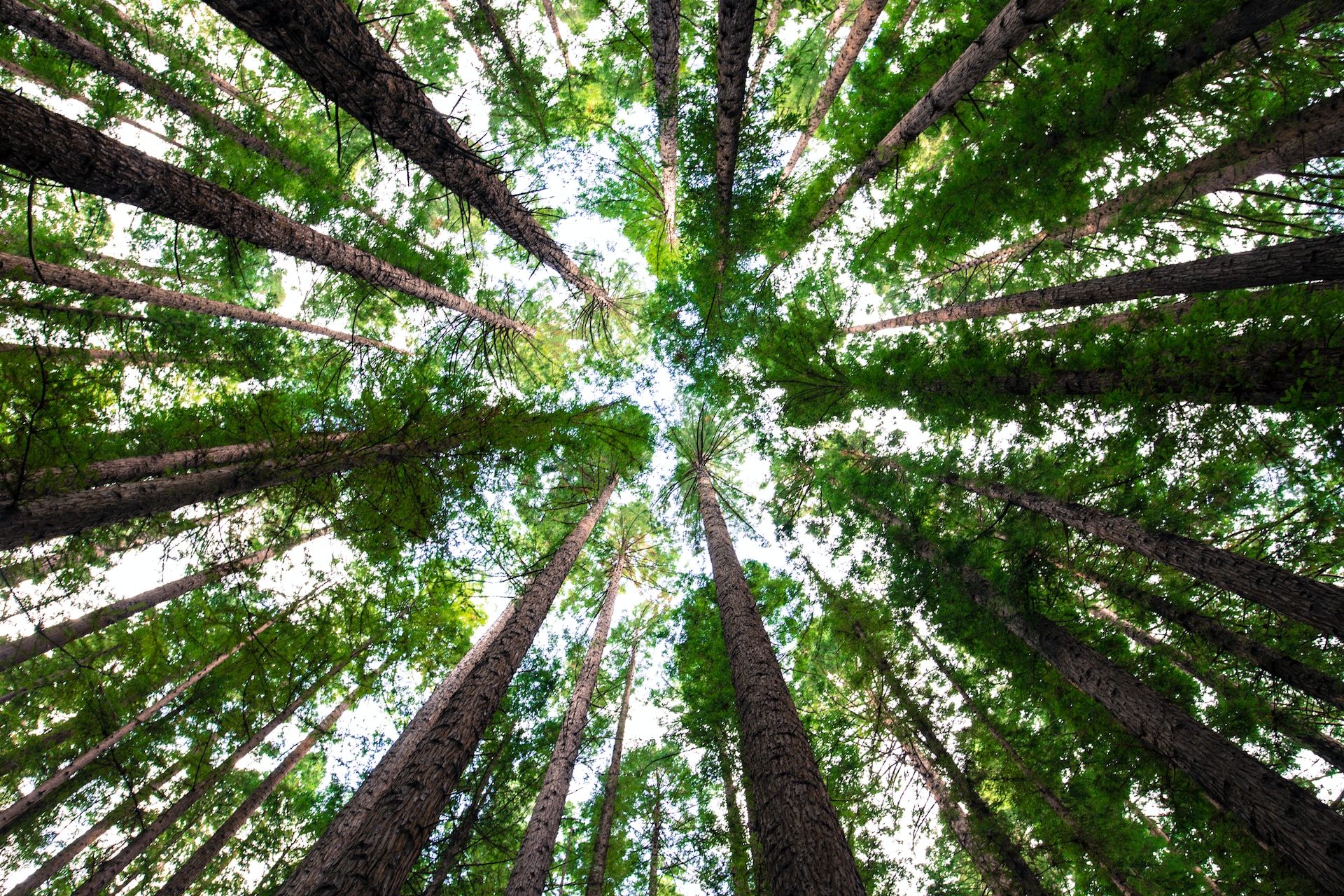 Tall forest trees reaching up to the sky