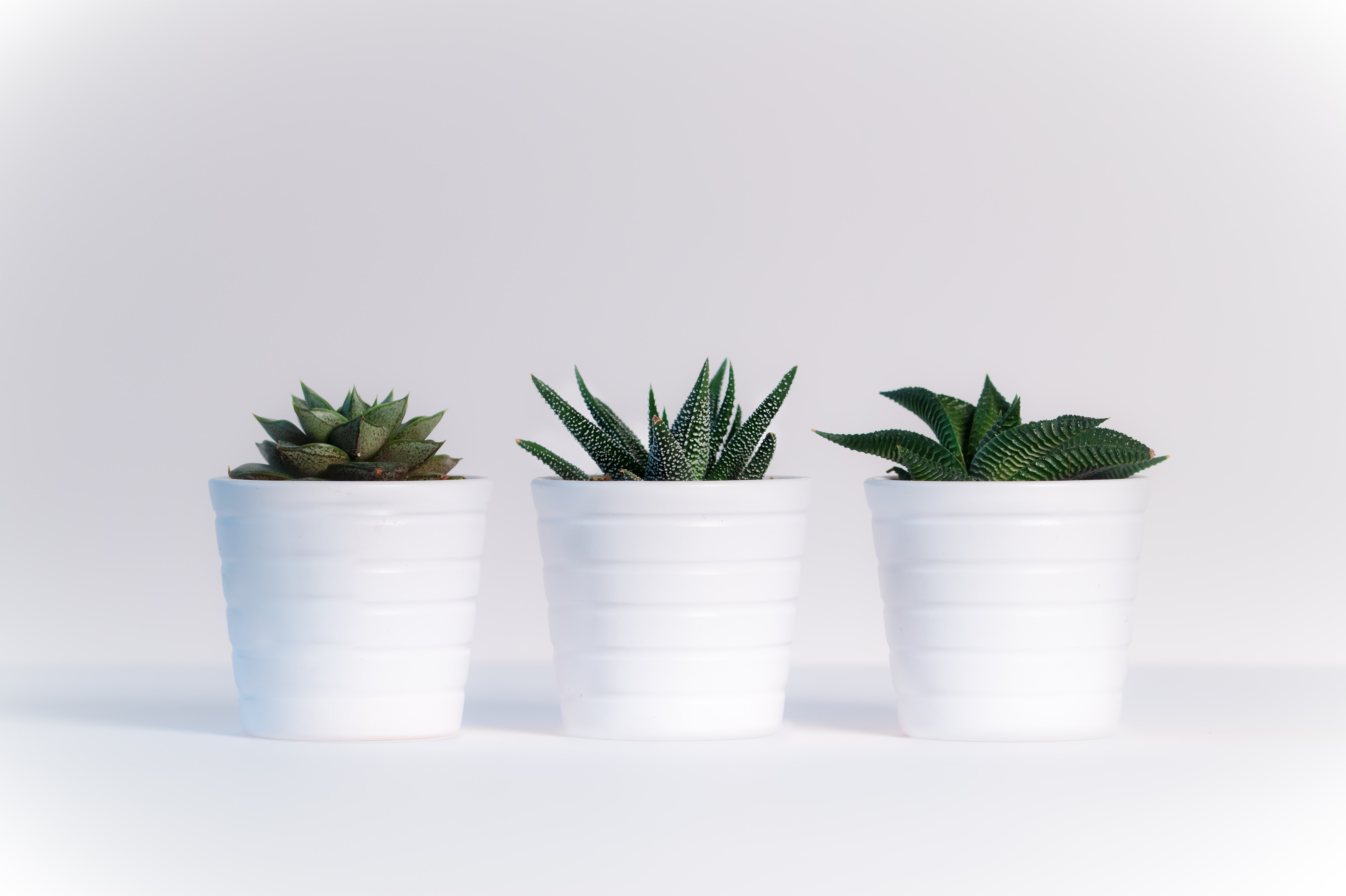 Eco-friendly flower pots