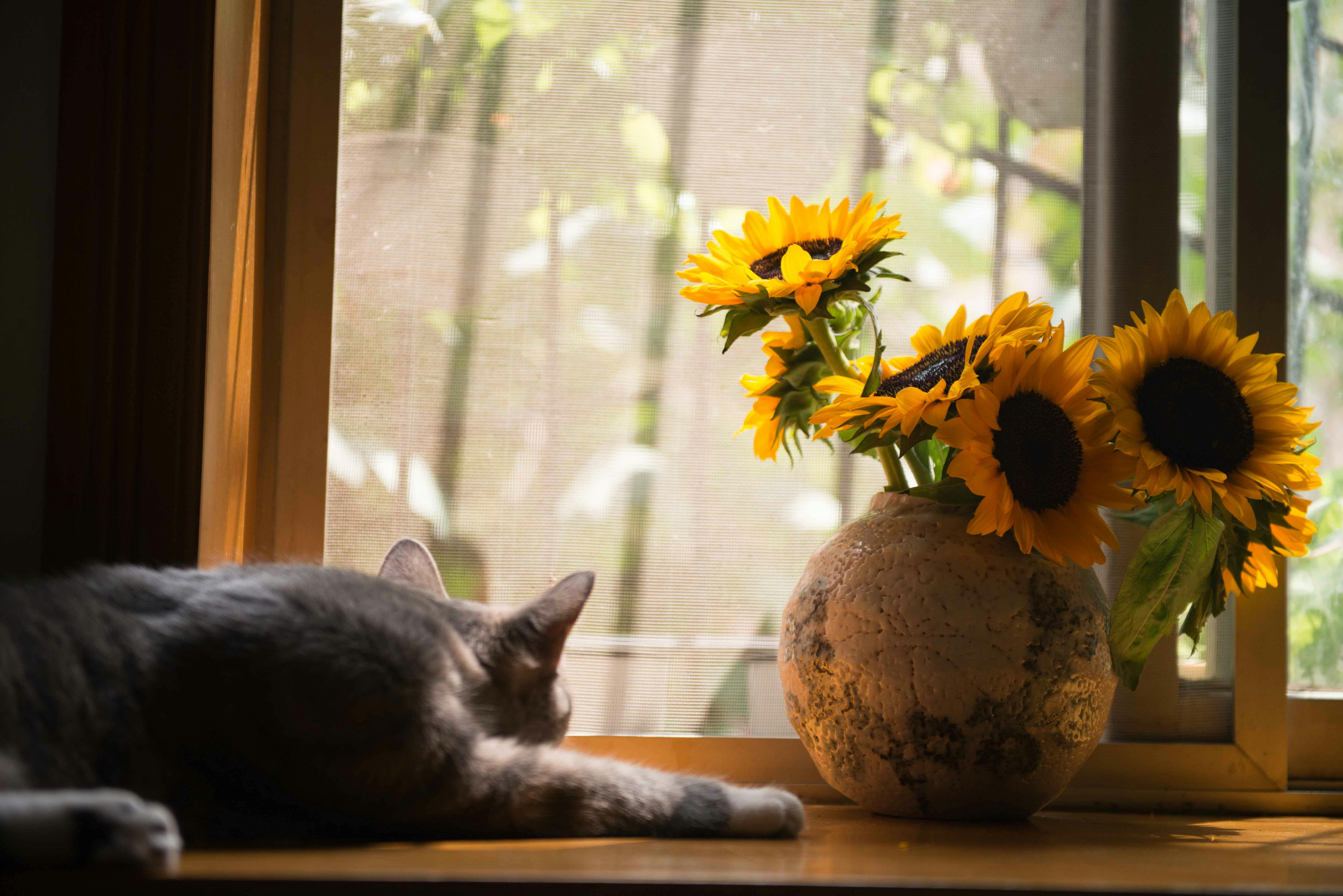 Gray cat lying on windowsill with ceramic vase and sunflowers.