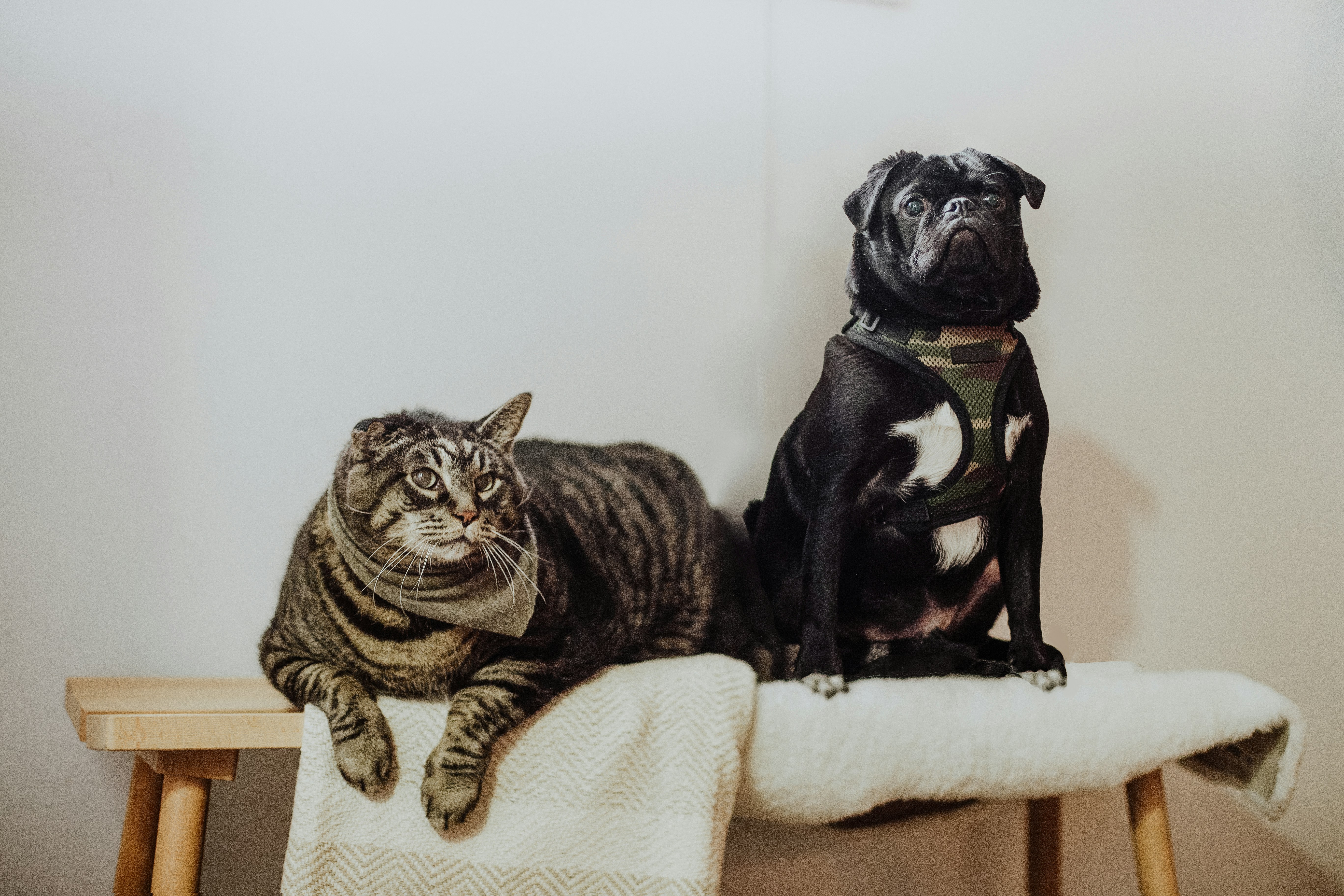Fat tabby cat and black pug on a bench with white towels.