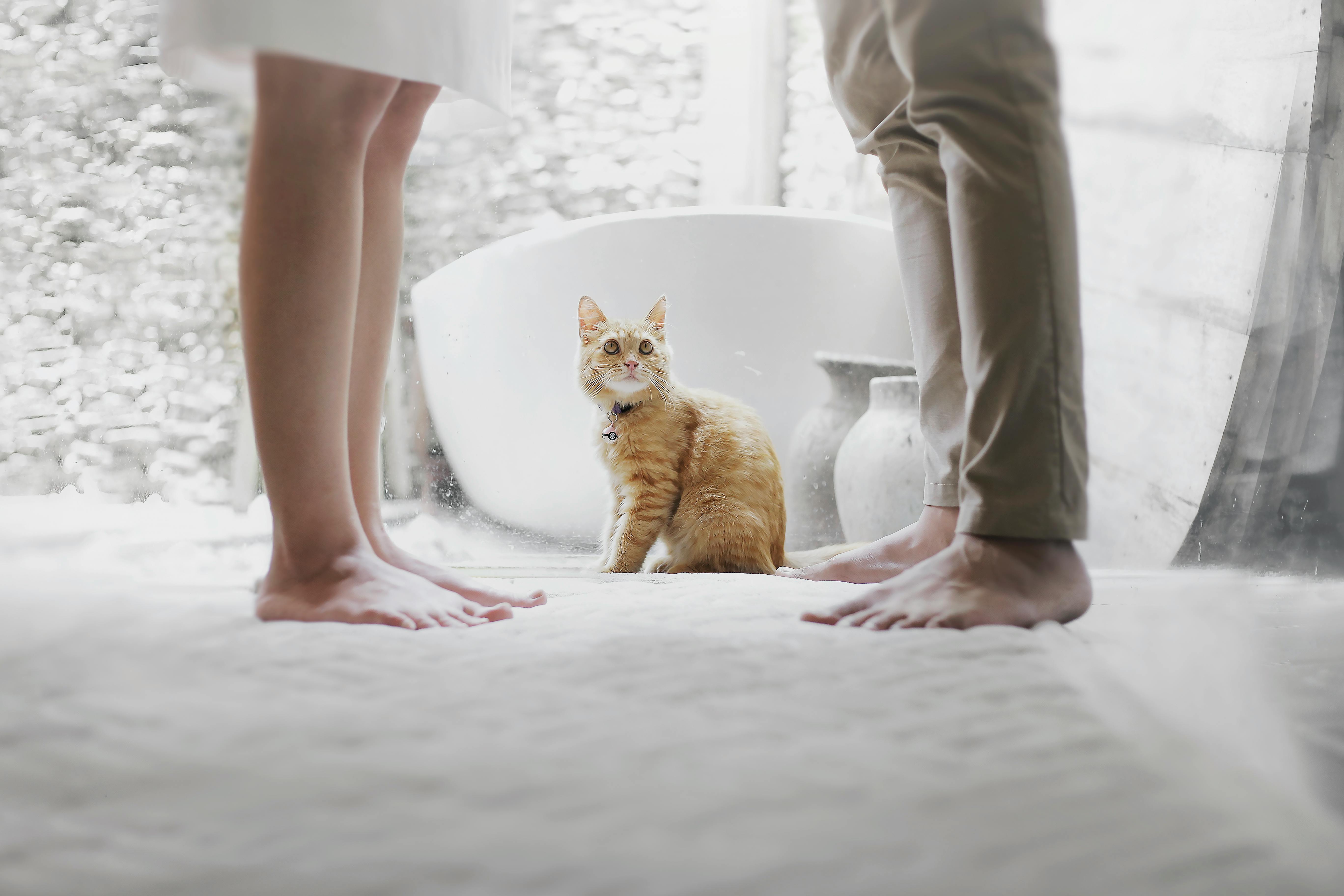 An orange tabby cat with a woman and man’s legs in a white room with ceramic and pottery elements.