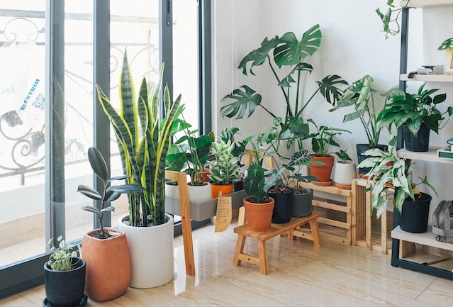 Green indoor plants near the window
